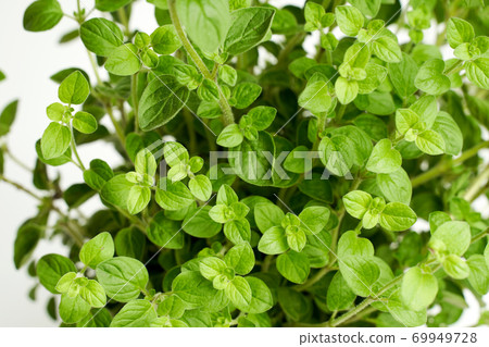 Origano green leaves Marco on white isolated 69949728
