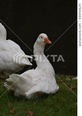A white goose with blue eyes and an orange beak sits on grass in front of a pond 69949829
