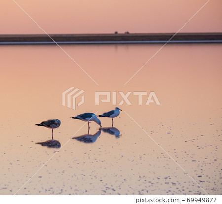 Seagulls on sunset Genichesk pink  salty lake, Ukraine 69949872