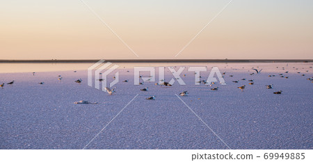 Seagulls on sunset Genichesk pink salty lake, Ukraine Seagulls on sunset Genichesk pink salty lake, Ukraine 69949885