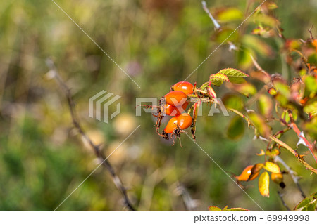 A closeup picture of red rose hip. Green blurry background A closeup picture of red rose hip. Green blurry background 69949998