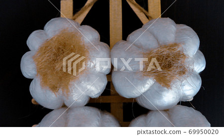 Fresh harvesting garlic tied in bunches. Dried decorative garlic on the dark background 69950020