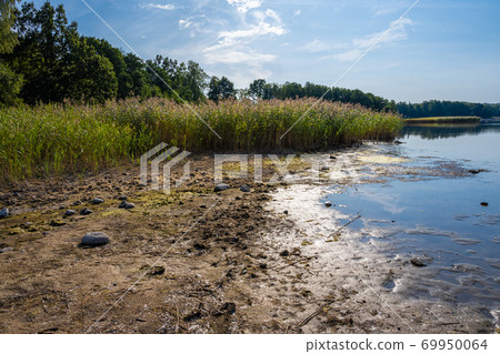 Beautiful scenery of reed at a lake one of the latest days of summer. Picture from Ringsjon, Scania, southern Sweden 69950064