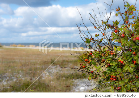 Red rose hip with the ocean in the background Red rose hip with the ocean in the background 69950140