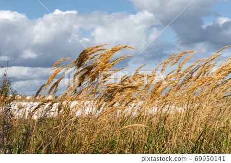 A photo of wild grass against a dramatic sky with dark clouds A photo of wild grass against a dramatic sky with dark clouds 69950141
