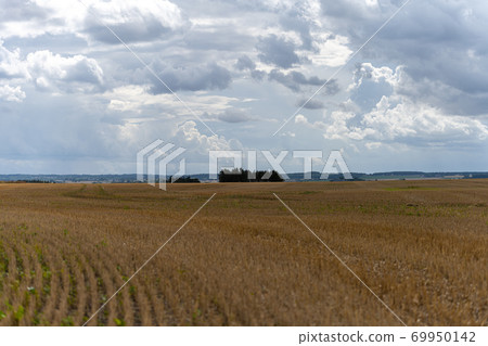 Stubble in a newly harvested wheat field. Shallow depth of field. Blue sky and clouds in the background Stubble in a newly harvested wheat field. Shallow depth of field. Blue sky and clouds in the background 69950142