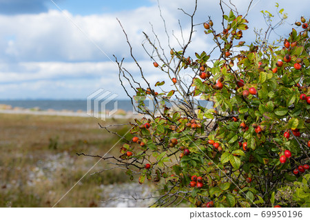 Red rose hip with the ocean in the background Red rose hip with the ocean in the background 69950196