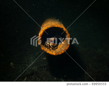 An underwater closeup picture of a crab in a rusty metal pipe. Picture from Oresund, Malmo Sweden 69950333