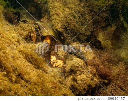 A closeup picture of a Black Goby, Gobius niger, in a beautiful marine environment. Picture from Oresund, Malmo Sweden 69950437