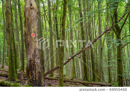Amazing lush green forest in Soderasen national park, Scania southern Sweden. Woodland photography Amazing lush green forest in Soderasen national park, Scania southern Sweden. Woodland photography 69950488