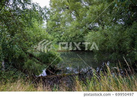 A murky pond of water surrounded by lush, green vegetation. Reflections from trees. All green picture. A murky pond of water surrounded by lush, green vegetation. Reflections from trees. All green picture. 69950497