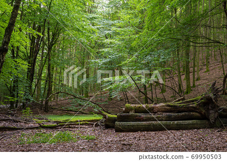 Amazing lush green forest in Soderasen national park, Scania southern Sweden. Woodland photography Amazing lush green forest in Soderasen national park, Scania southern Sweden. Woodland photography 69950503