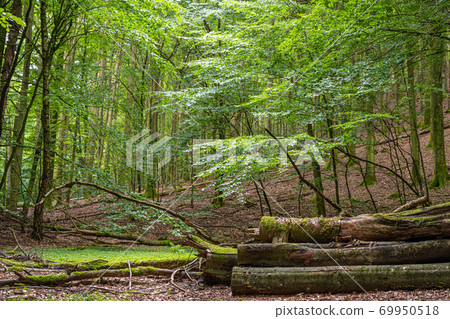 Amazing lush green forest in Soderasen national park, Scania southern Sweden. Woodland photography Amazing lush green forest in Soderasen national park, Scania southern Sweden. Woodland photography 69950518