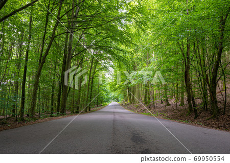 Amazing lush green forest in Soderasen national park, Scania southern Sweden. Woodland photography Amazing lush green forest in Soderasen national park, Scania southern Sweden. Woodland photography 69950554