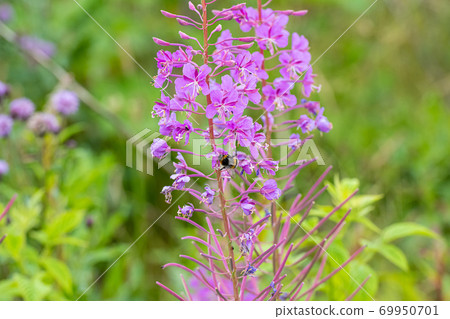 Beautiful violet wild flower with a bumblebee. Picture from Scania, southern Sweden Beautiful violet wild flower with a bumblebee. Picture from Scania, southern Sweden 69950701