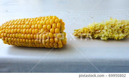 Homemade golden sweet corn cob ready to eat on the white table. Boiled yellow sweet corn cobs on white background 69950802