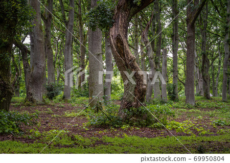 A beautiful landscape view of an old oak tree forest. Picture from Scania, southern Sweden A beautiful landscape view of an old oak tree forest. Picture from Scania, southern Sweden 69950804