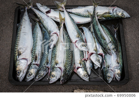 A fresh catch of mackerel on a tray A fresh catch of mackerel on a tray 69950806