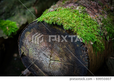A log in Soderasen national park, Scania southern Sweden. Green moss. Woodland photography A log in Soderasen national park, Scania southern Sweden. Green moss. Woodland photography 69950807
