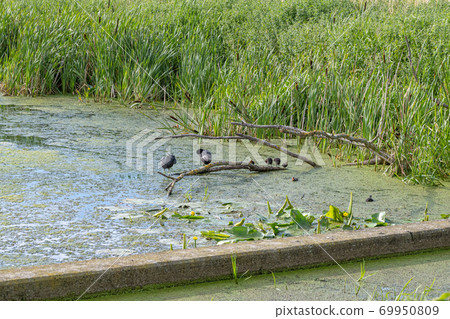 A duck family on a tree branch in a lake. Reflections in the water. Green bushes in the background A duck family on a tree branch in a lake. Reflections in the water. Green bushes in the background 69950809