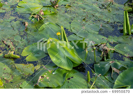 Water lilies in a dam. All green picture. Photo from Scania, southern Sweden 69950870