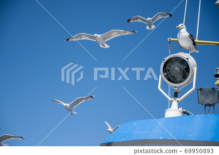 Seagulls on a fishing boat. Background with a blue sky Seagulls on a fishing boat. Background with a blue sky 69950893