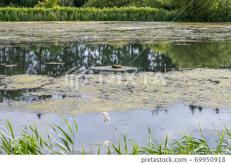 A heron bird in a lake. Reflections in the water. Green bushes in the background A heron bird in a lake. Reflections in the water. Green bushes in the background 69950918