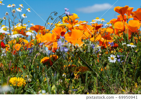 Amazing yellow, orange, blue, and white flowers on a field with a clear blue sky as a background. Picture from Malmo, southern Sweden 69950941