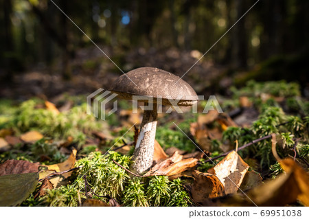 Russia, Saint Petersburg. Edible boletus mushrooms are found in large numbers in early autumn in the forests and the Leningrad region. Russia, Saint Petersburg. Edible boletus mushrooms are found in large numbers in early autumn in the forests and the Leningrad region. 69951038