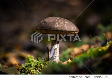 Russia, Saint Petersburg. Edible boletus mushrooms are found in large numbers in early autumn in the forests and the Leningrad region. Russia, Saint Petersburg. Edible boletus mushrooms are found in large numbers in early autumn in the forests and the Leningrad region. 69951040