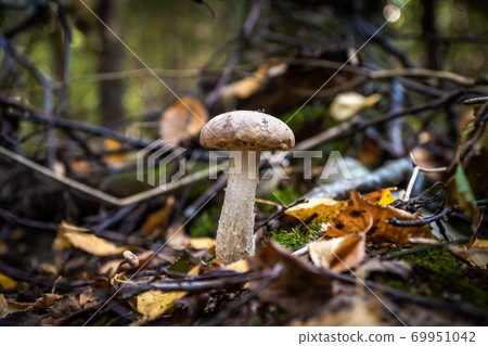Russia, Saint Petersburg. Edible boletus mushrooms are found in large numbers in early autumn in the forests and the Leningrad region. Russia, Saint Petersburg. Edible boletus mushrooms are found in large numbers in early autumn in the forests and the Leningrad region. 69951042