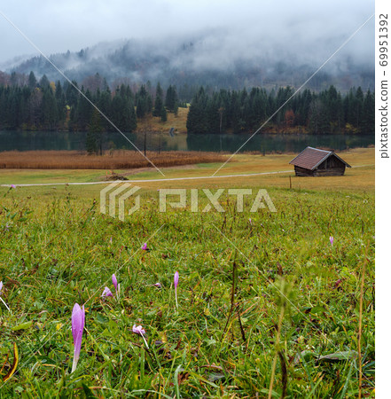 Autumnal flowers on meadow near alpine lake Geroldee or Wagenbruchsee, Bavaria, Germany 69951392