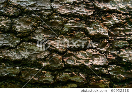 bark texture of old tree close up 69952318