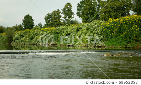 Knotweed Japanese, invasive blossom yellow Jerusalem artichoke Helianthus tuberosus flowers plants leaf river shrub bushes growth lush, leaves Reynoutria Fallopia japonica intruder neophyte calamity 69952858