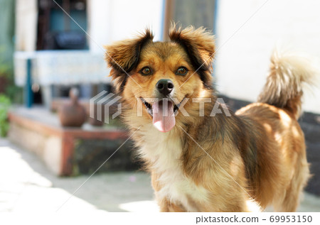 A pooch dog in the yard on guard at home. 69953150