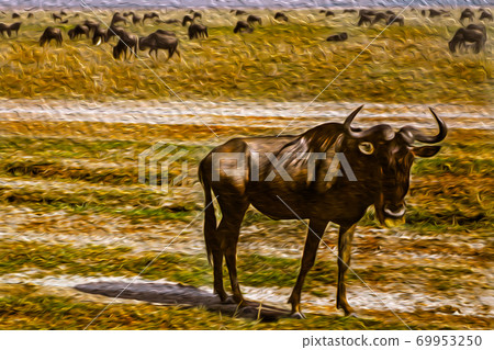 Wildebeest at the African savanna in Tanzania 69953250