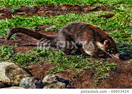 White-nosed coati walking in a park 69953424