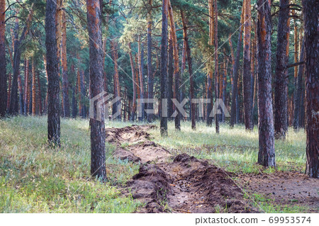 Tree trunks in coniferous green forest. Tree trunks in coniferous green forest. 69953574