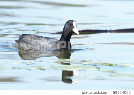 Oh van Oh van 69954063