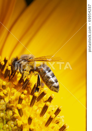 close-up bee on sunny sunflower 69954287