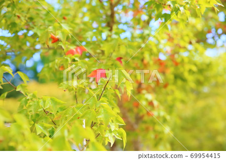 Colored maple leaves 69954415