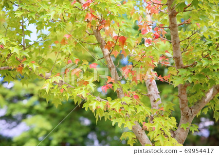 Colored maple leaves 69954417