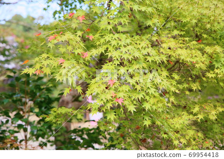 Colored maple leaves 69954418