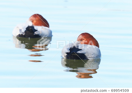 Hoshihaziro (male) 69954509