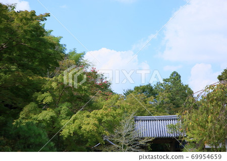 Flower of crape mybs 69954659