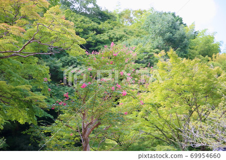 Flower of crape mybs 69954660