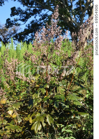 Macleaya cordata (seed) Macleaya cordata (seed) 69954906