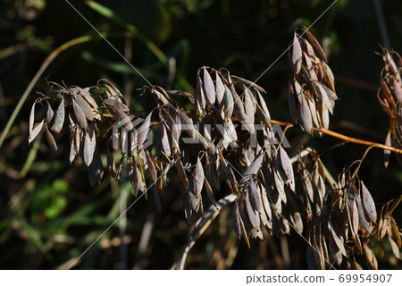 竹花果(種子) 竹花果(種子) 69954907