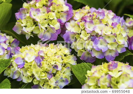 Hydrangea flower Ogawara Town, Miyagi Prefecture Hydrangea flower Ogawara Town, Miyagi Prefecture 69955048