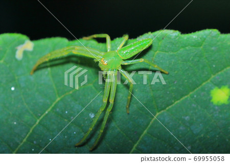 Wakabagumo蜘蛛蟹蜘蛛家族 照片素材 圖片 圖庫